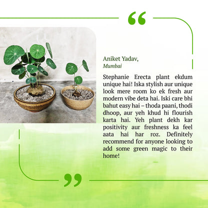 Stephania Erecta Plant | 🔥FLAT 50% OFF SALE🔥